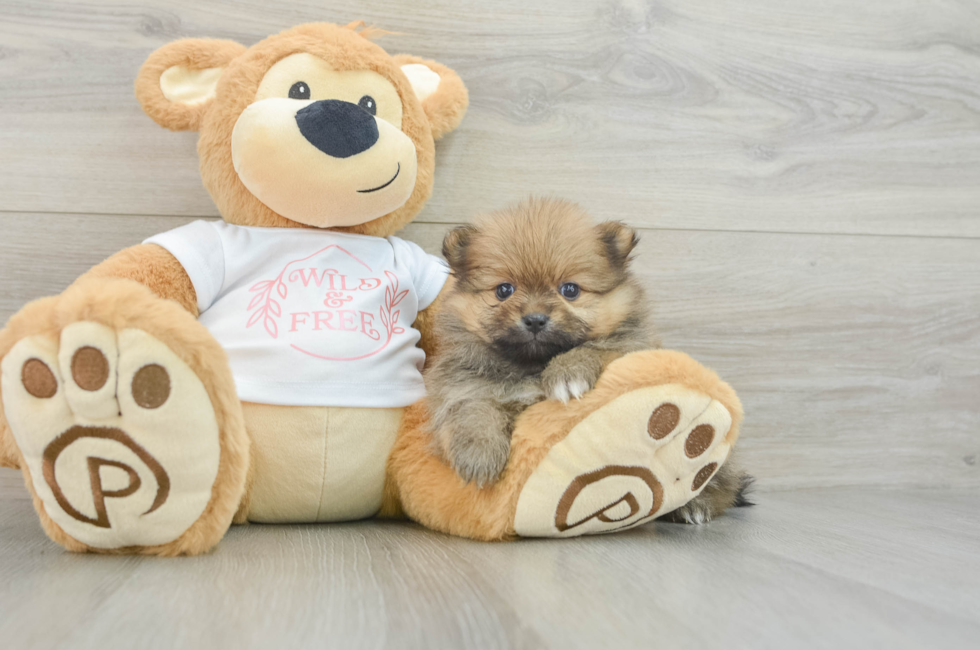 5 week old Pomeranian Puppy For Sale - Premier Pups