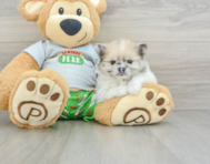 8 week old Pomeranian Puppy For Sale - Premier Pups