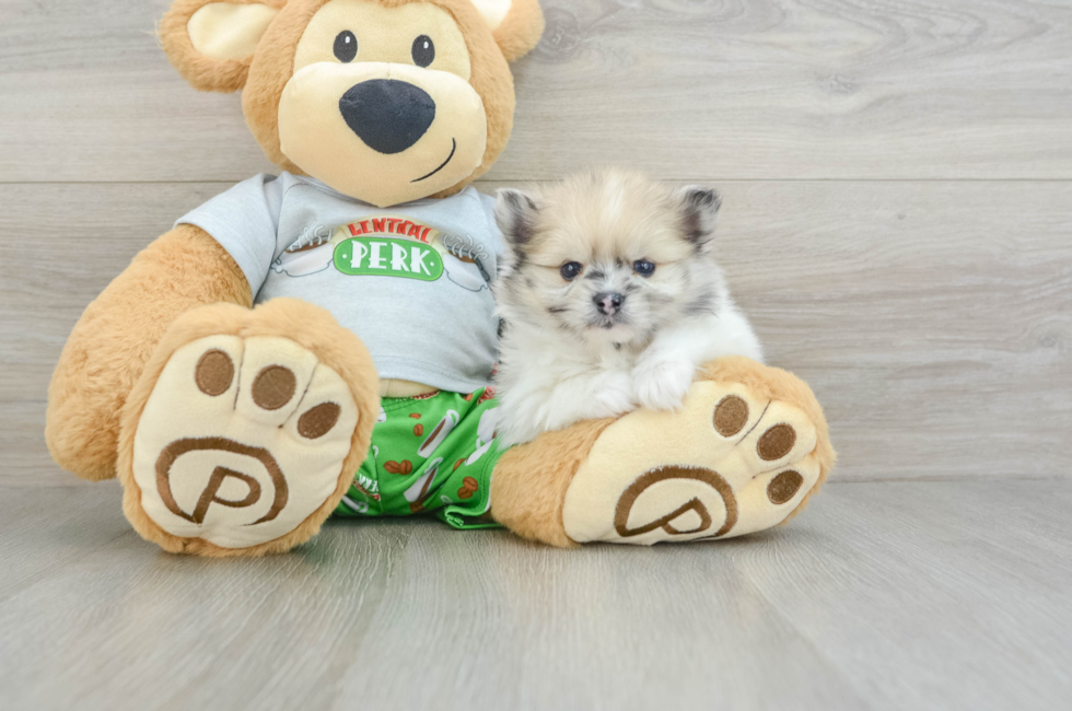 6 week old Pomeranian Puppy For Sale - Premier Pups