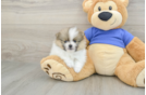 Pomeranian Pup Being Cute