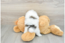 Funny Pomeranian Baby