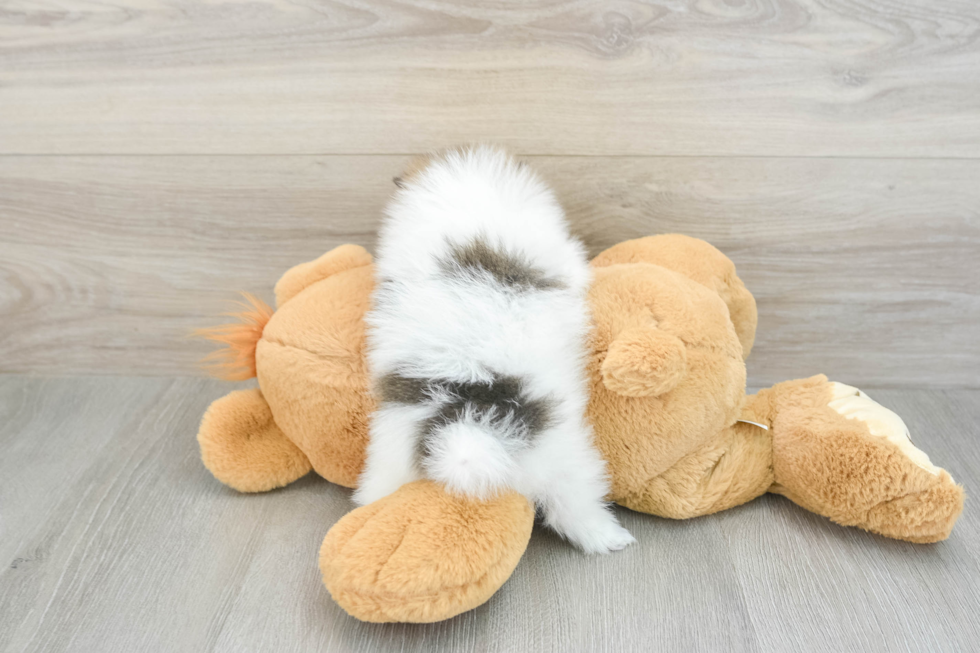 Funny Pomeranian Baby