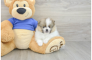 Friendly Pomeranian Baby