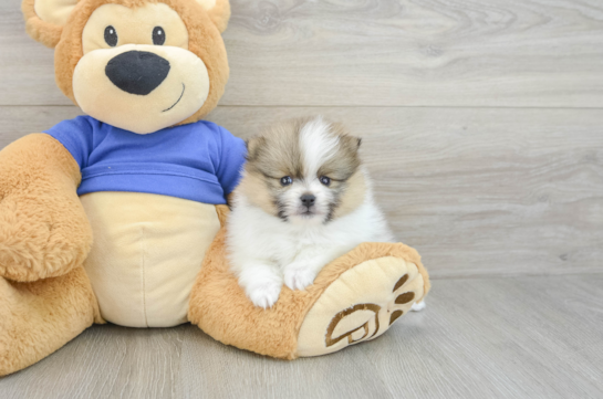 Friendly Pomeranian Baby