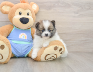7 week old Pomeranian Puppy For Sale - Premier Pups