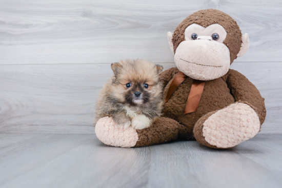 Fluffy Pomeranian Purebred Puppy