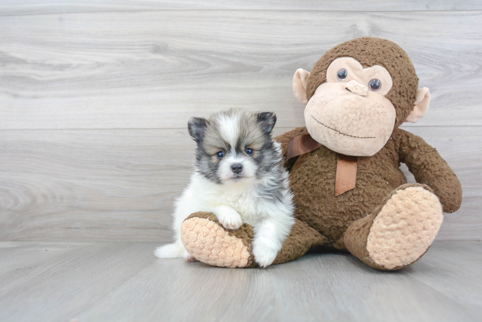 Smart Pomeranian Purebred Puppy