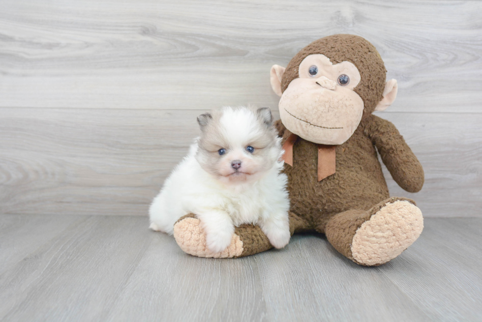 Hypoallergenic Pomeranian Purebred Pup