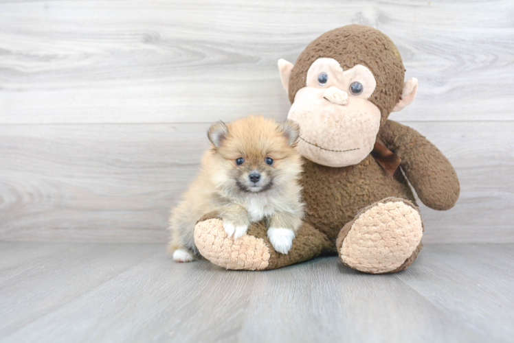 Friendly Pomeranian Baby