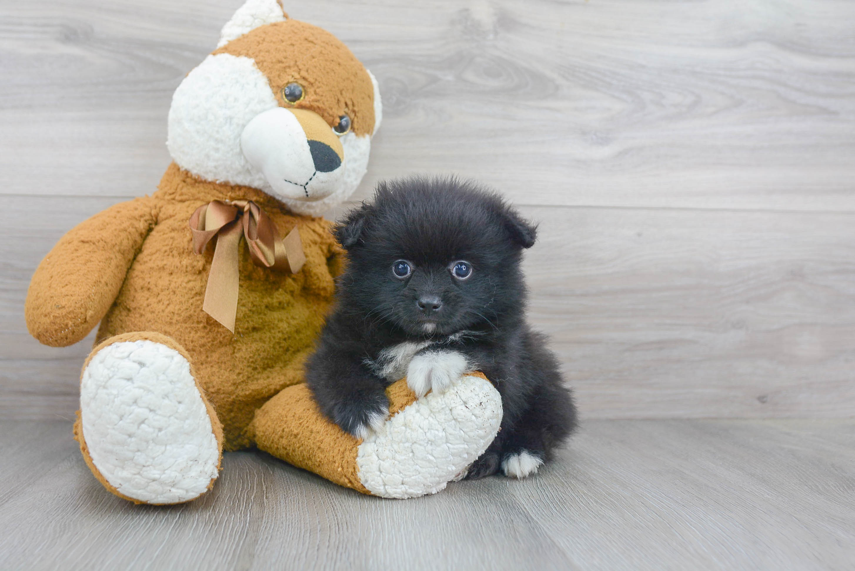 Hypoallergenic Pomeranian Baby