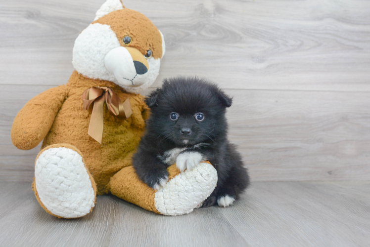 Hypoallergenic Pomeranian Baby