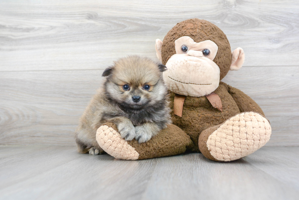 Little Pomeranian Purebred Pup