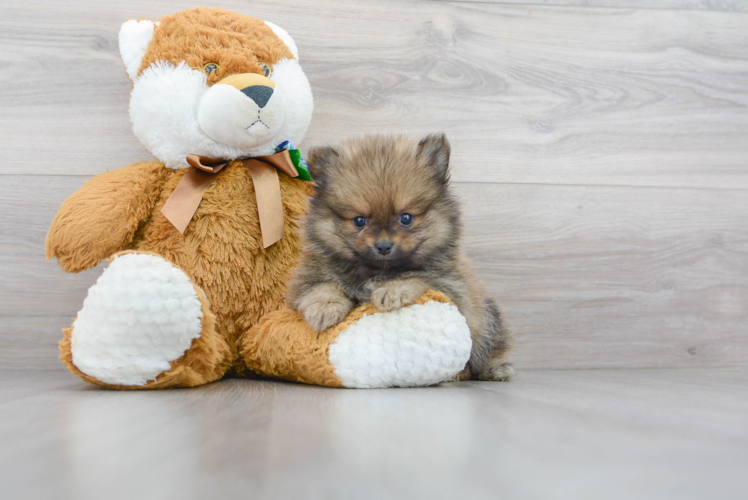 Pomeranian Puppy for Adoption