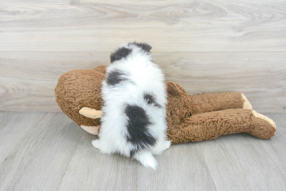 Friendly Pomeranian Baby