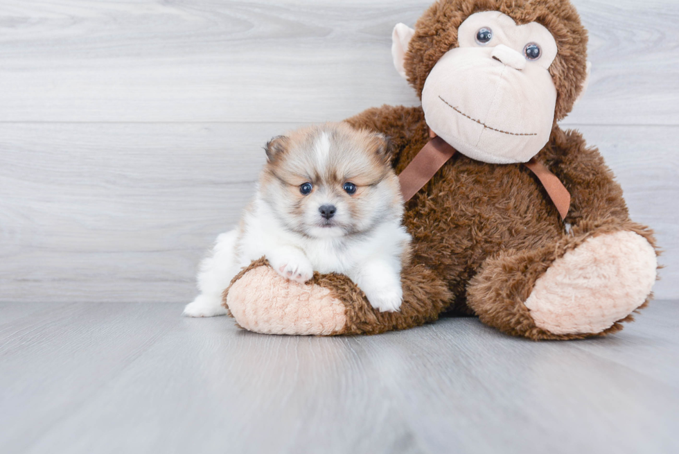 Petite Pomeranian Purebred Puppy