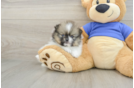 Happy Dwarf Spitz Purebred Puppy
