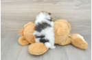 Playful Pomeranian Purebred Pup
