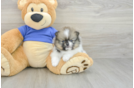 Small Pomeranian Baby