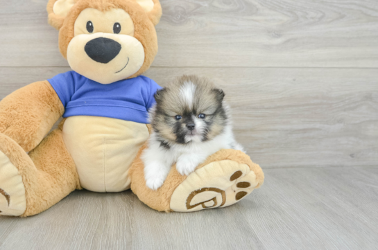 Small Pomeranian Baby