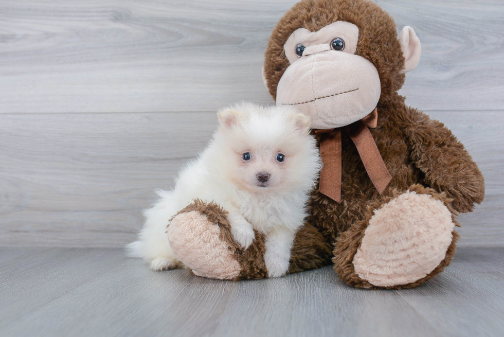 Fluffy Pomeranian Purebred Puppy