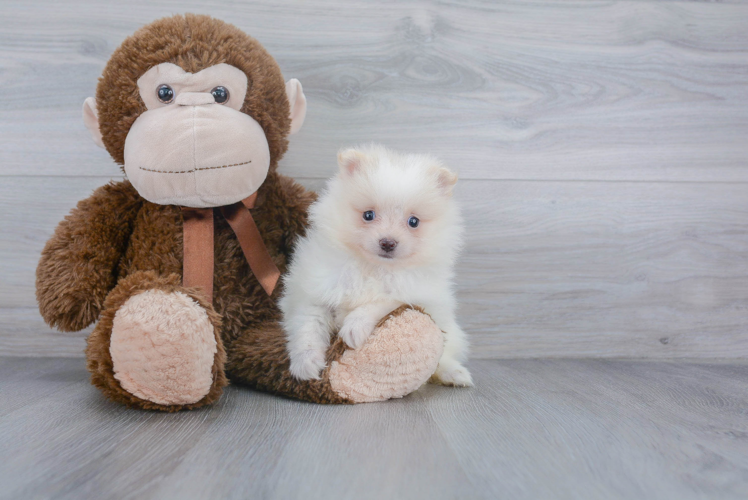 Little Pomeranian Purebred Pup