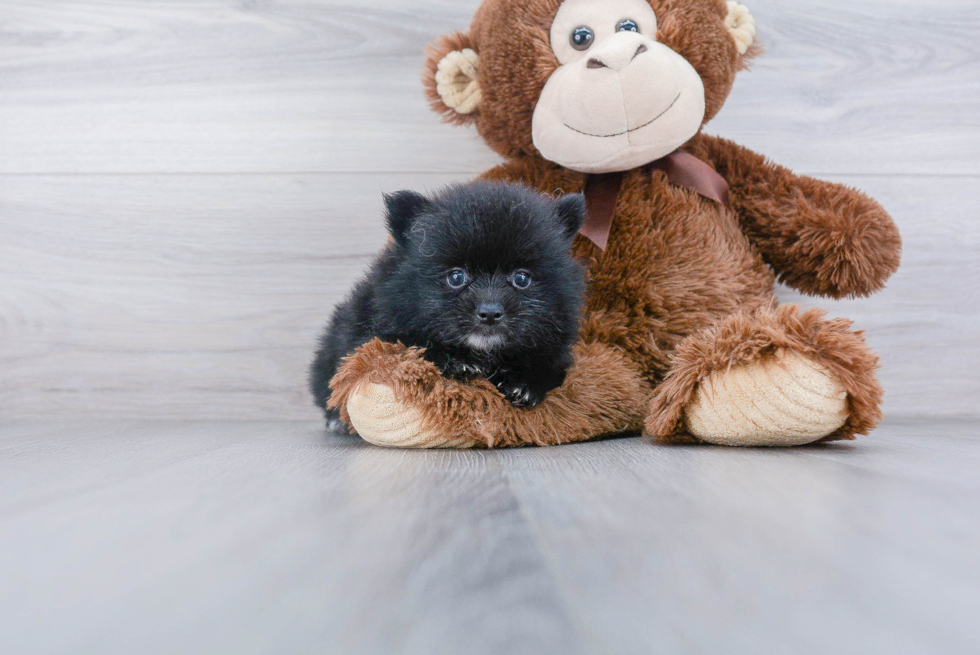 Pomeranian Pup Being Cute