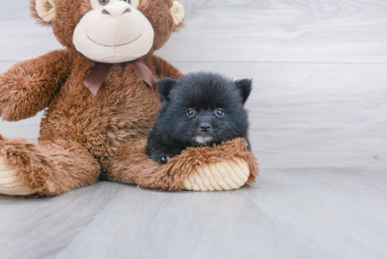 Funny Pomeranian Baby