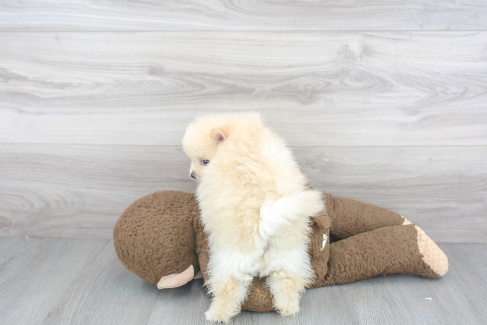 Smart Pomeranian Purebred Puppy