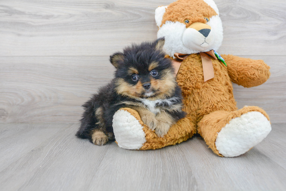 Pomeranian Puppy for Adoption