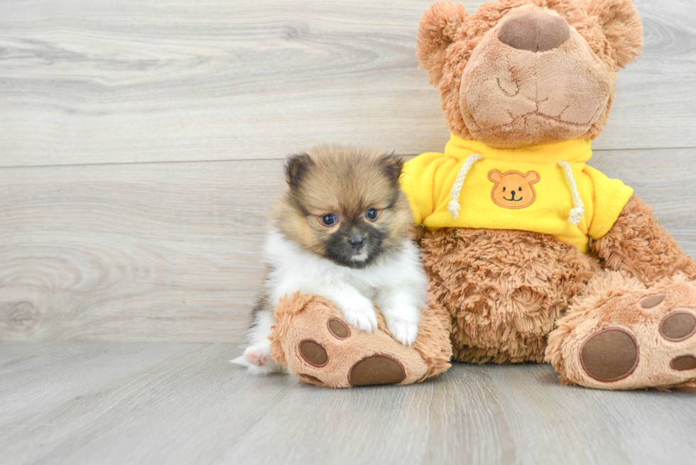 Petite Pomeranian Purebred Puppy