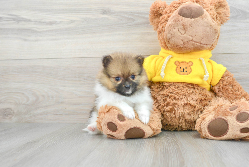 Meet Noelle - our Pomeranian Puppy Photo 1/26 - Premier Pups