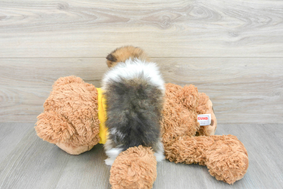 Pomeranian Pup Being Cute