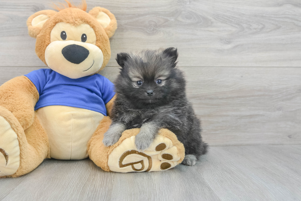 Fluffy Pomeranian Purebred Puppy