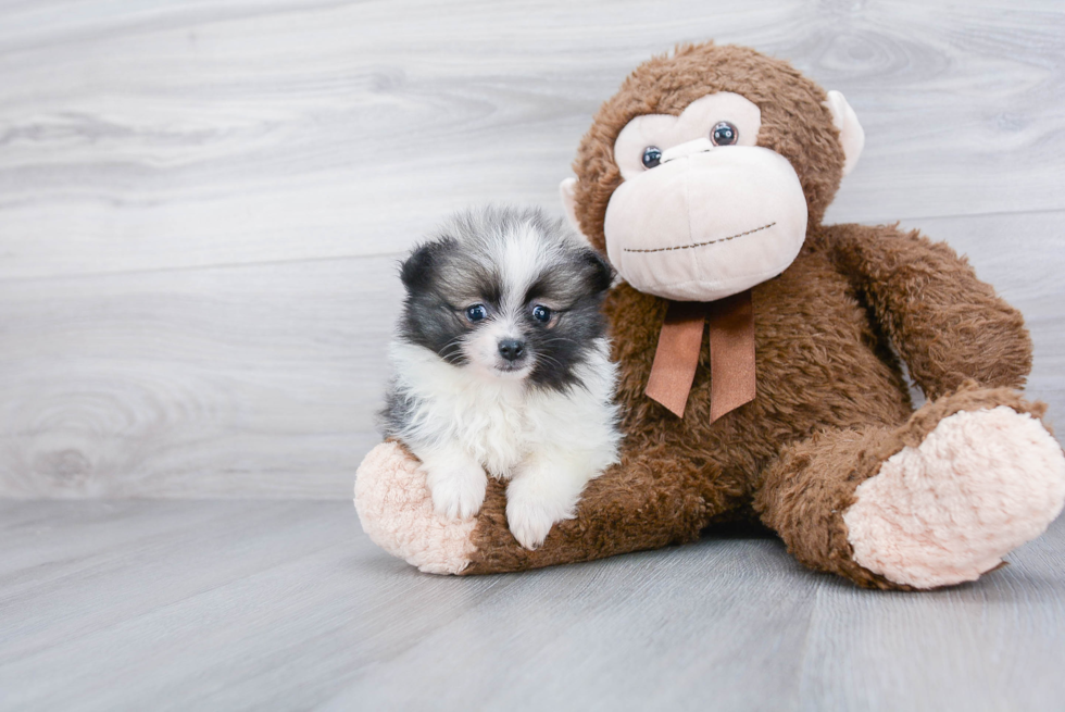 Little Pomeranian Purebred Pup