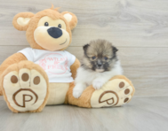 6 week old Pomeranian Puppy For Sale - Premier Pups