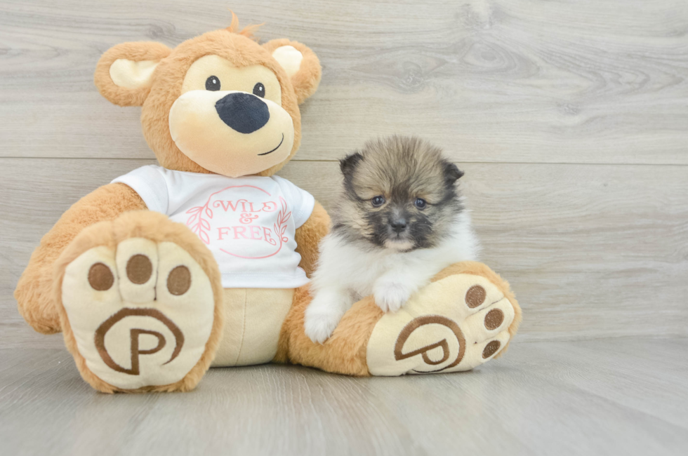 5 week old Pomeranian Puppy For Sale - Premier Pups