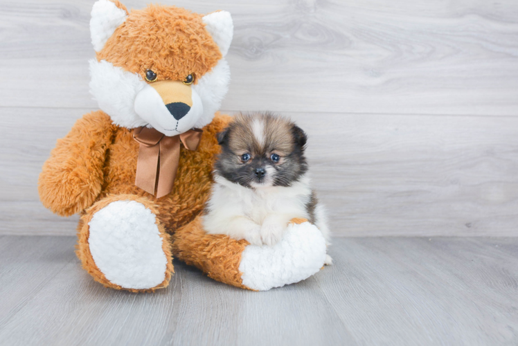 Playful Pomeranian Baby