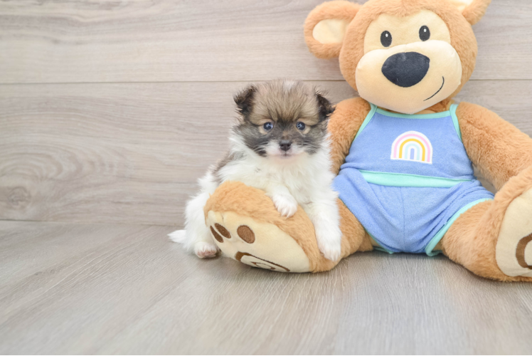 Fluffy Pom Pom Purebred Puppy