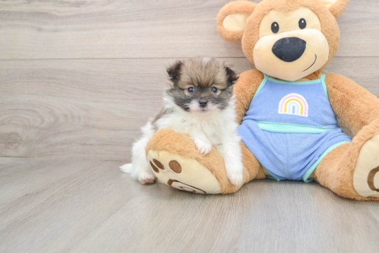 Fluffy Pom Pom Purebred Puppy