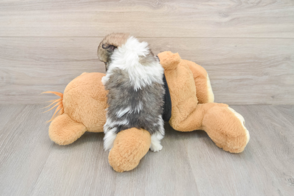 Sweet Deutscher Spitz Purebred Puppy