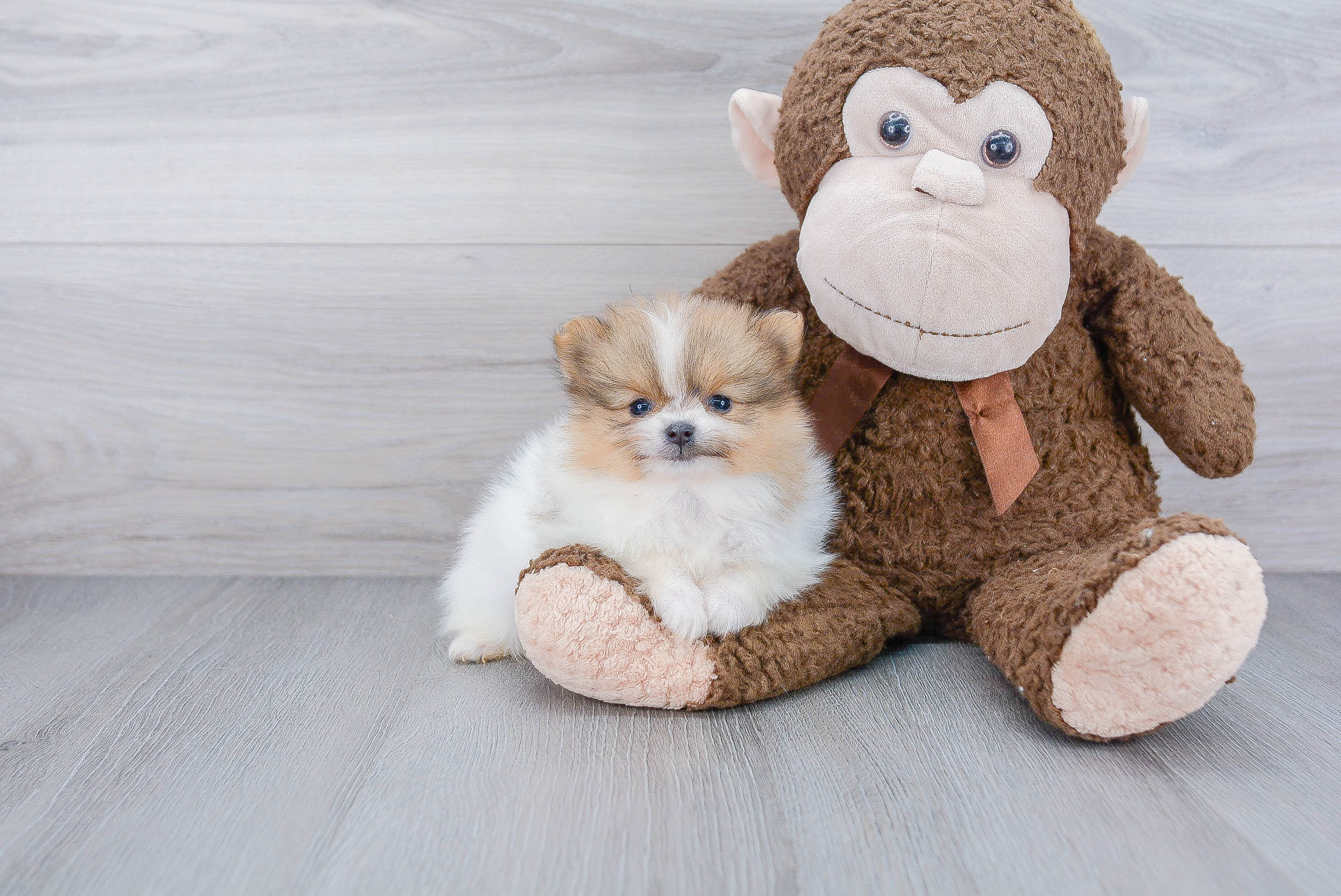 Best Pomeranian Baby