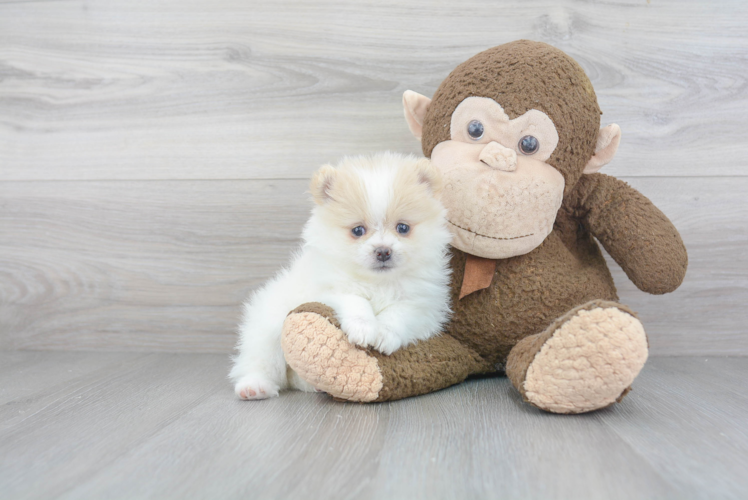 Adorable Pomeranian Purebred Puppy