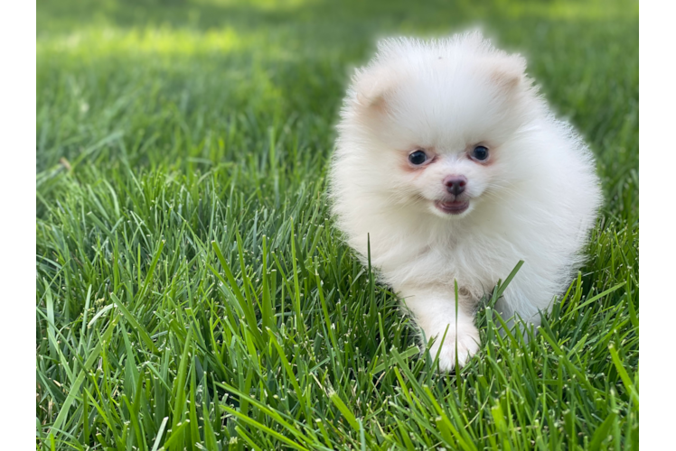 Petite Pomeranian Purebred Puppy