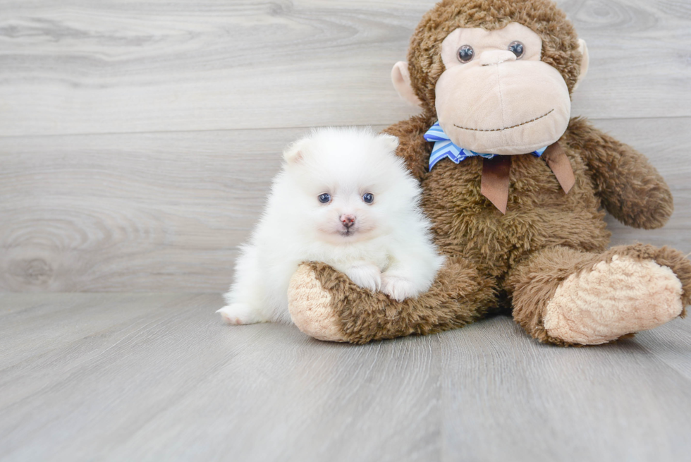 Adorable Pomeranian Purebred Puppy