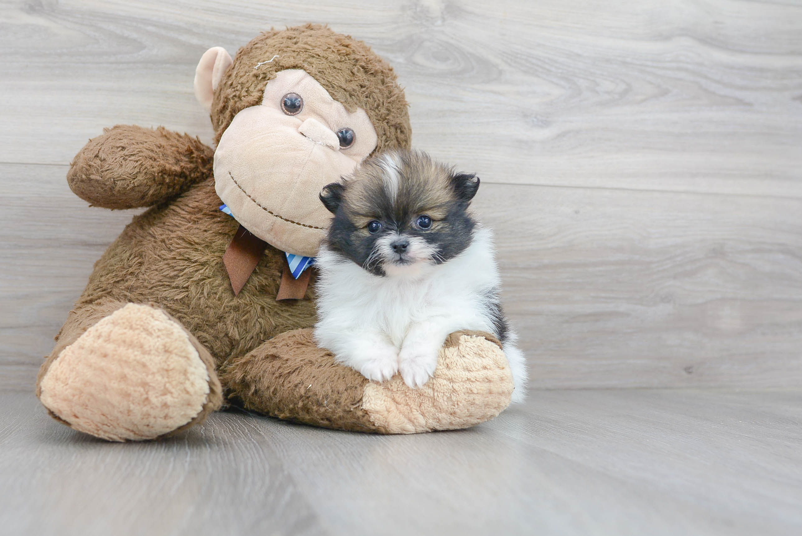 Best Pomeranian Baby