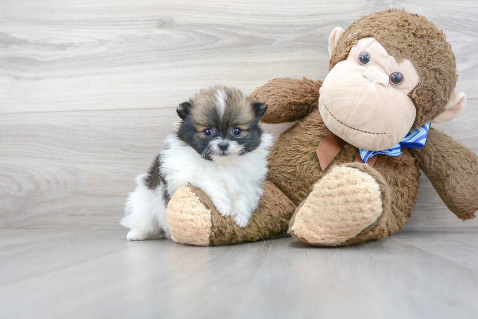 Pomeranian Pup Being Cute