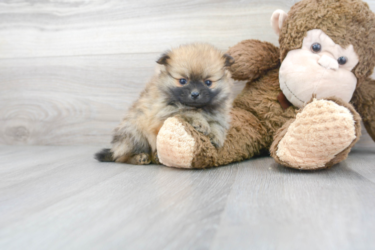 Cute Pomeranian Baby
