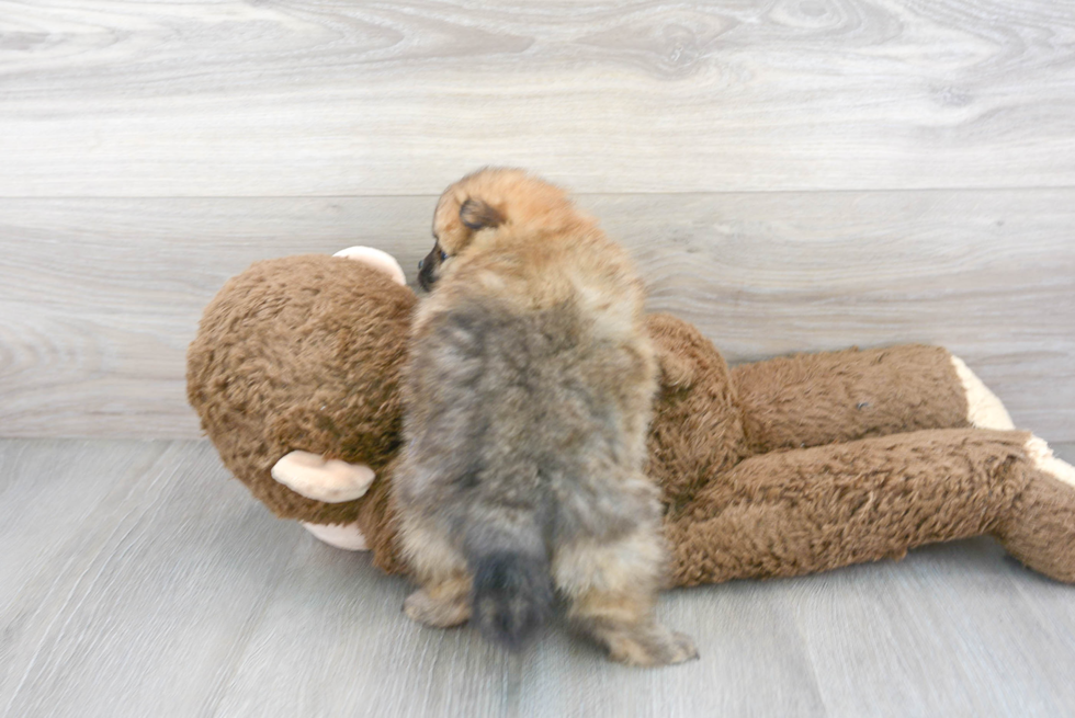 Cute Pomeranian Purebred Puppy