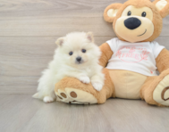 8 week old Pomeranian Puppy For Sale - Premier Pups