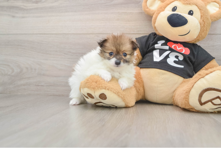 Pomeranian Pup Being Cute